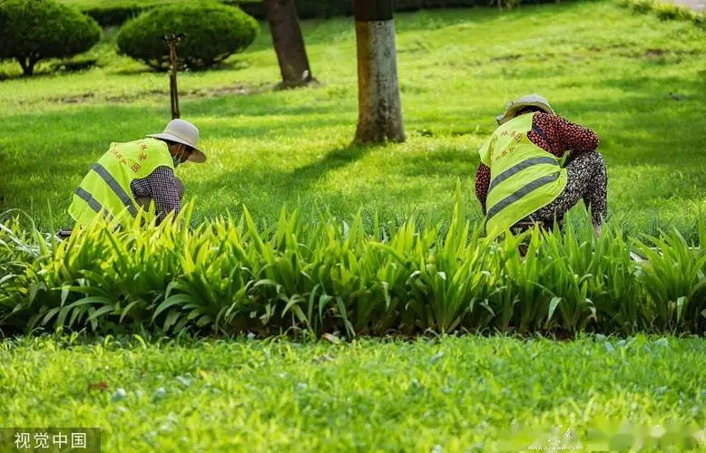 绿化工程总包分包合同范本