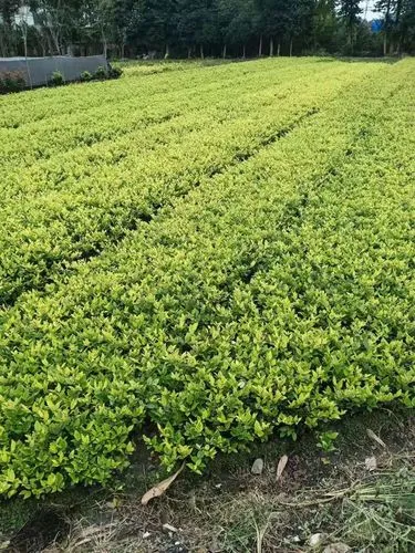 北安城市绿化带种植什么植物比较好