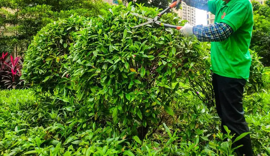 城市园林管理养护问题调查：何种植物适应城区环境最佳？